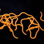 Hends Squirmy Worms - fluo orange