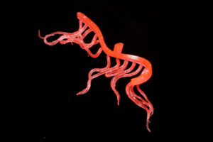Mini Squiggle Worms fluo pink