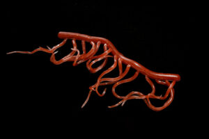Mini Squiggle Worms worm brown