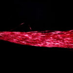 Flashabou - fuchsia
